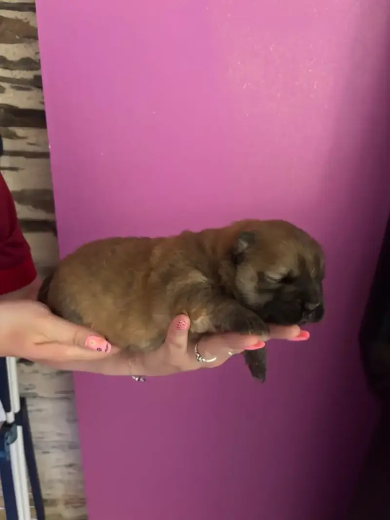 Chow Chow  B..... Du Domaine Des Grosses Papattes