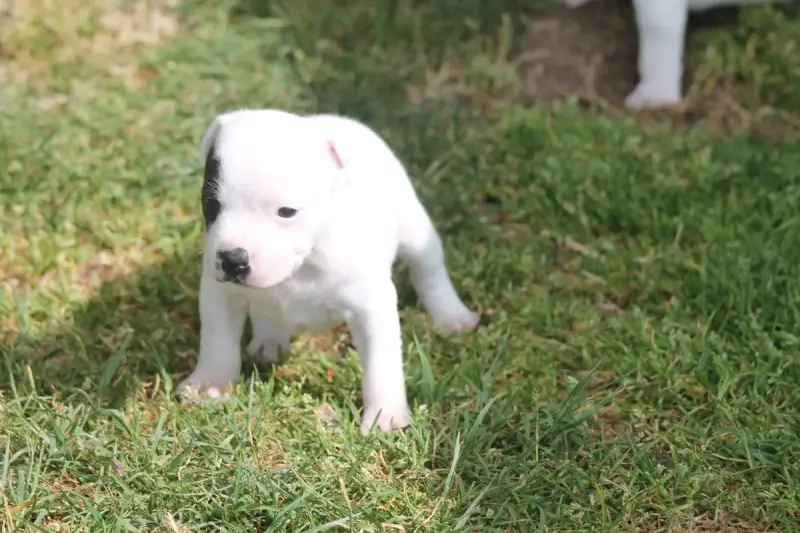 Staffordshire Bull Terrier  Baba Cool Of Suprême Staf df49a