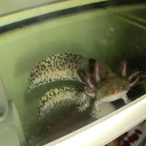 Axolotl À Vendre
