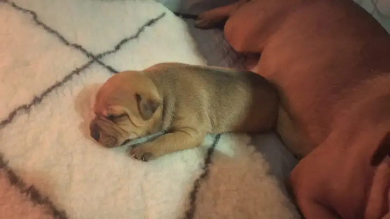Staffordshire Bull Terrier  Chiot 2 Les Trésors De Co 3abc9