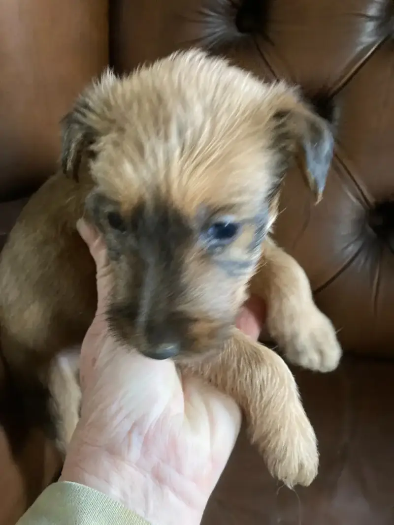 Irish Terrier  Brendan