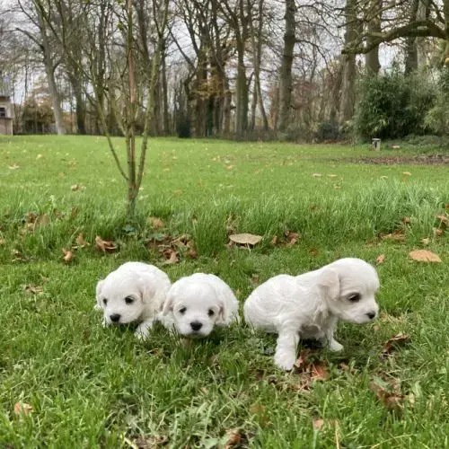 Chiots Bichons Maltais