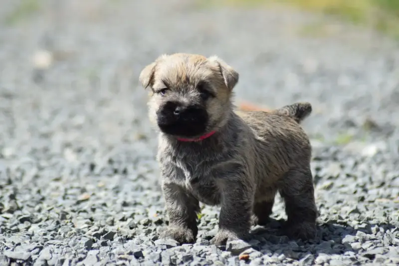 Cairn Terrier