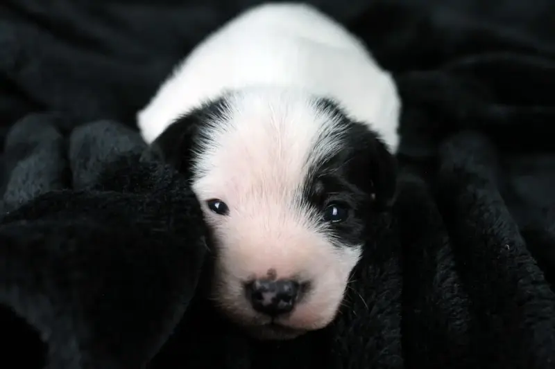 Parson Russell Terrier  Chiot 4 Des Very Important Pa f4d66