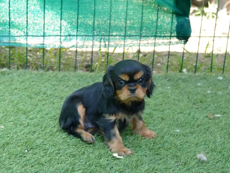 Cavalier King Charles Spaniel