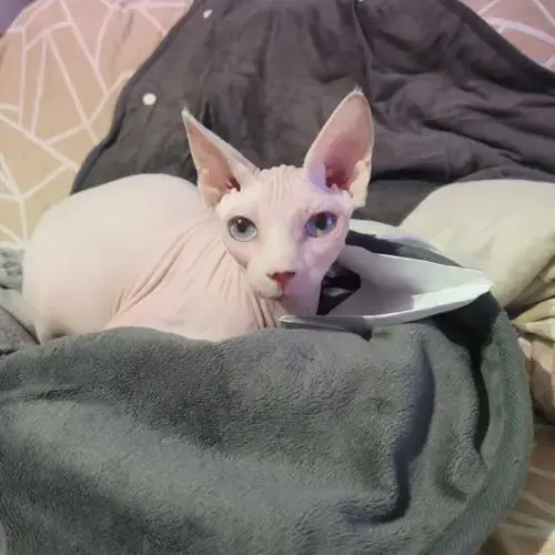 Chat