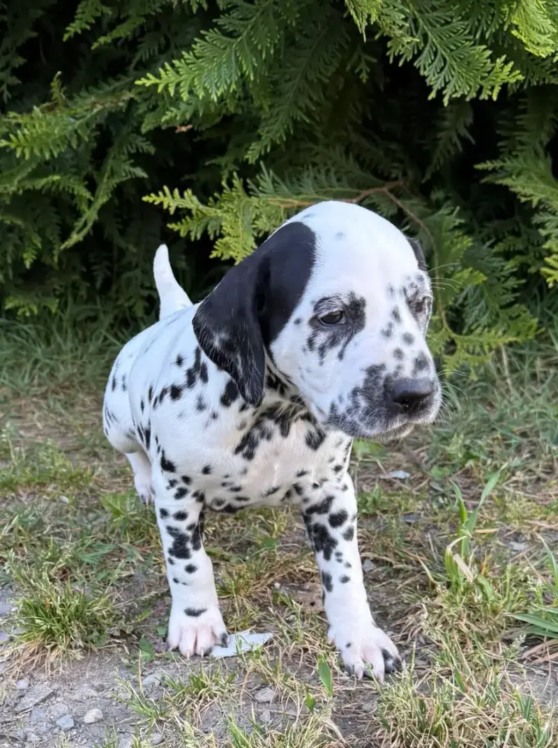 Dalmatien  Chiot 3 Valma'S Signature