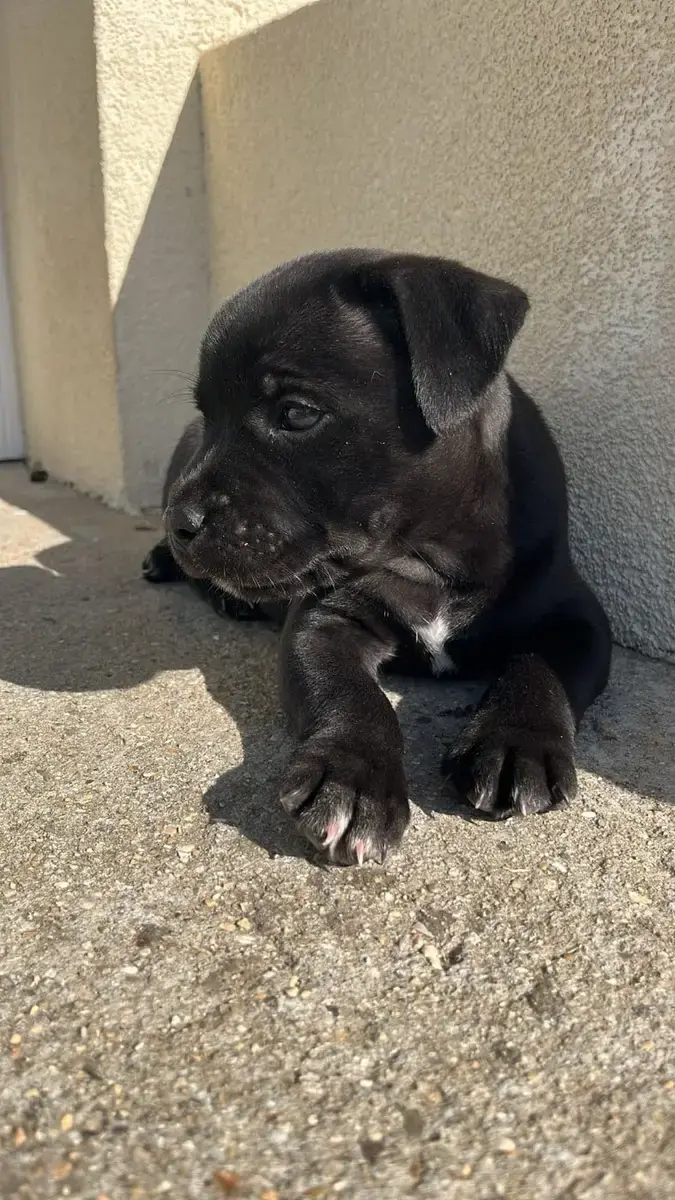 Staffordshire Bull Terrier  Chiot N°1 Du Temple Des G c4710