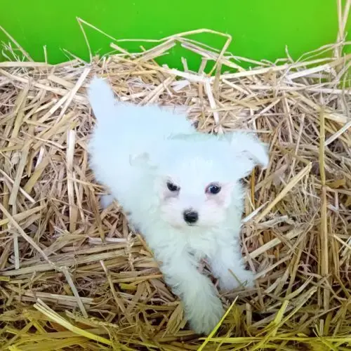 Magnifique Chiot