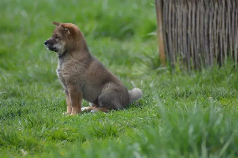 Shiba  Chiot 2 Sumidagawasou