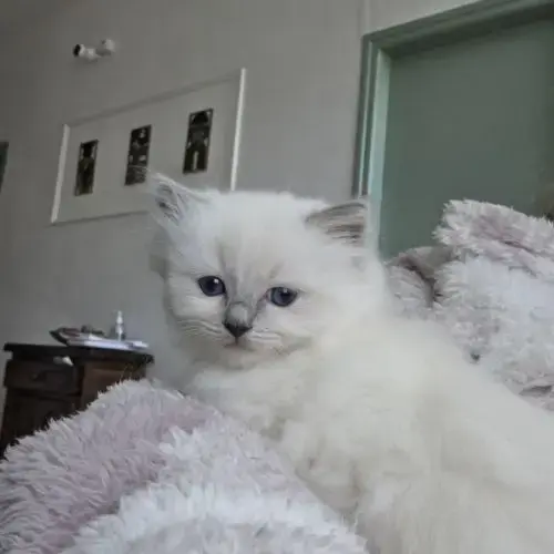 Chaton Ragdoll À Réserver