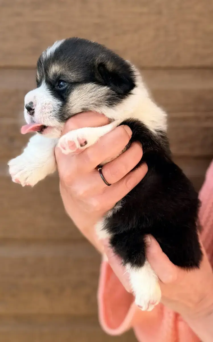 Welsh Corgi Pembroke  Chiot N°1 Des Anges D'Héra