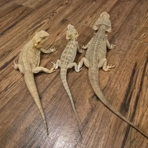 Mâle Pogona 1 An🦎