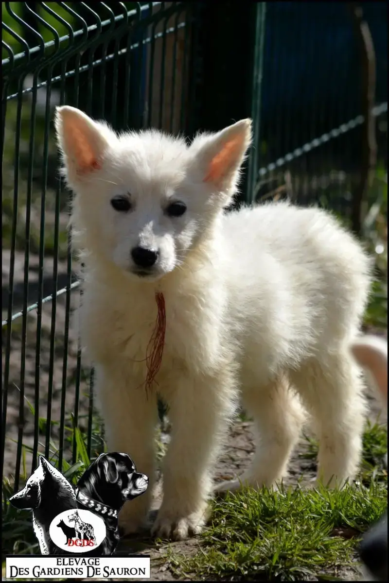 Berger Blanc Suisse  Arkan Des Gardiens De Sauron