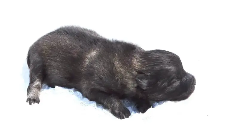Spitz Allemand  Chiot