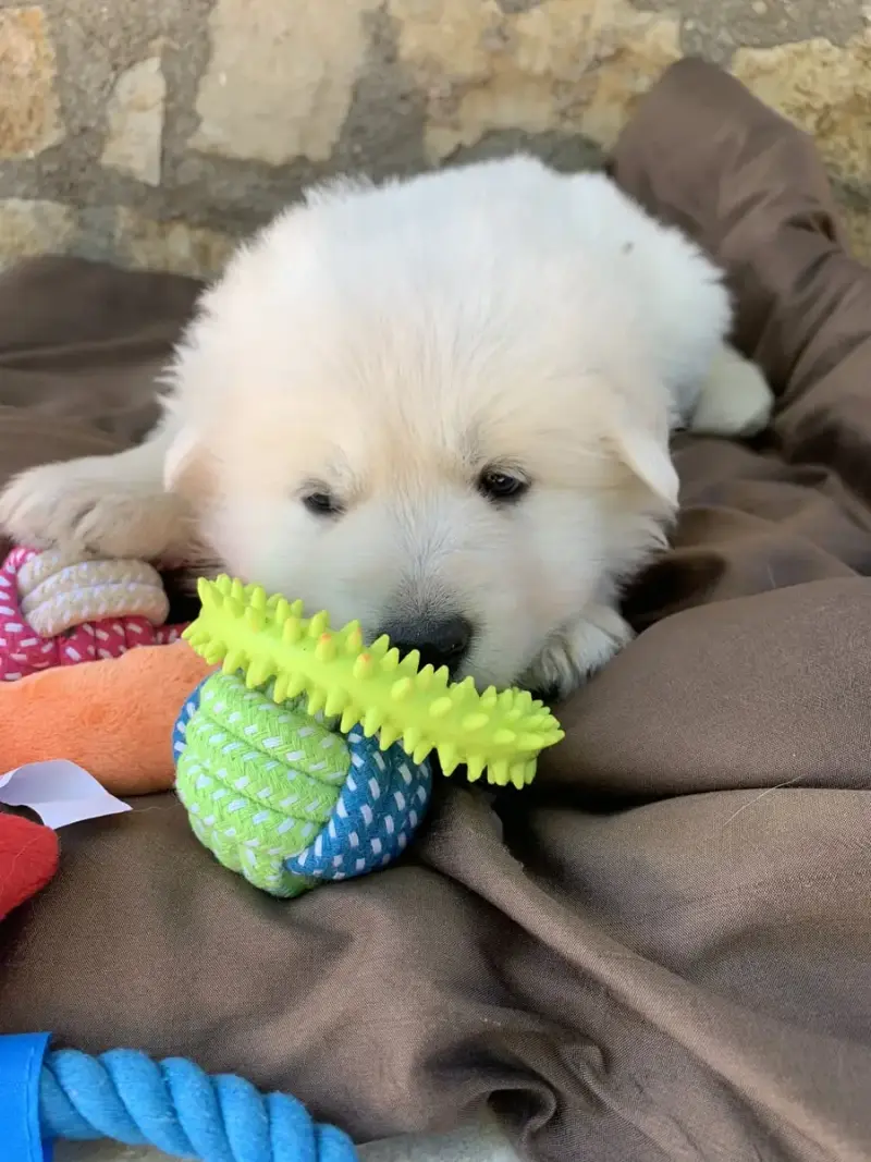 Berger Blanc Suisse  Collier Jaune