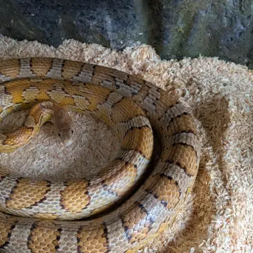 Serpent