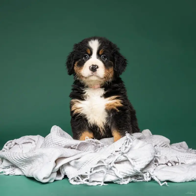 Bouvier Bernois  Chiot Rose Clair De La Lumière D'Ede fa1cc