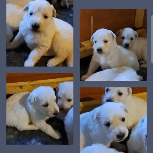 Chiots Berger Blanc Suisse