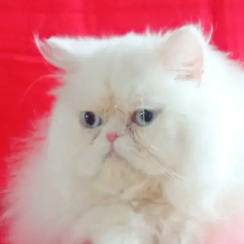 Chat Persan Loof