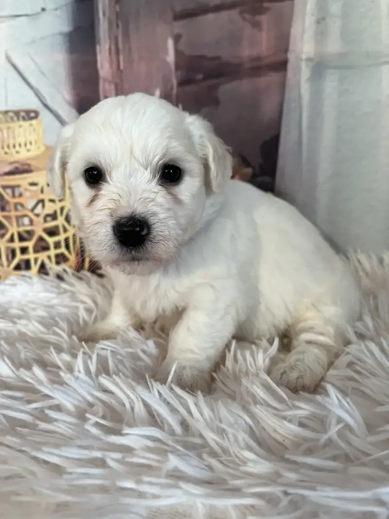Coton De Tulear  Blair Des Trois G