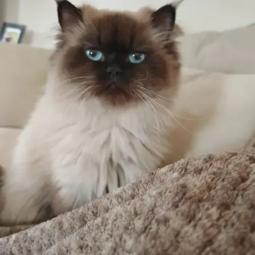 British Longhair