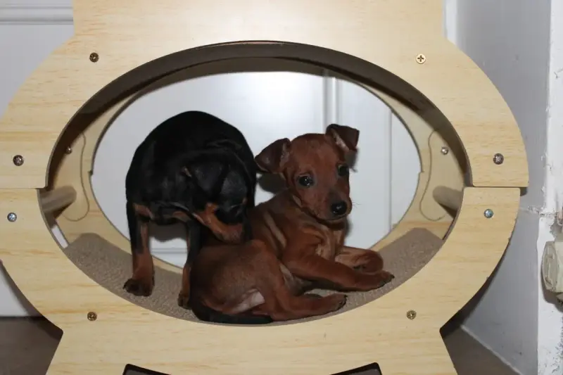 Pinscher Nain  Bloom Angel Killer