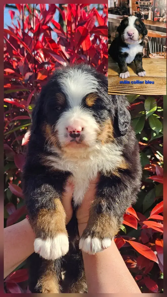 Bouvier Bernois  Chiot N°1 Du Paradis Du Domaine Du B af409