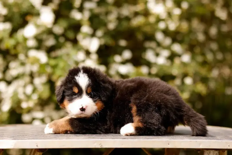 Bouvier Bernois  Chiot 7 De La Vallée De L'Hyrome