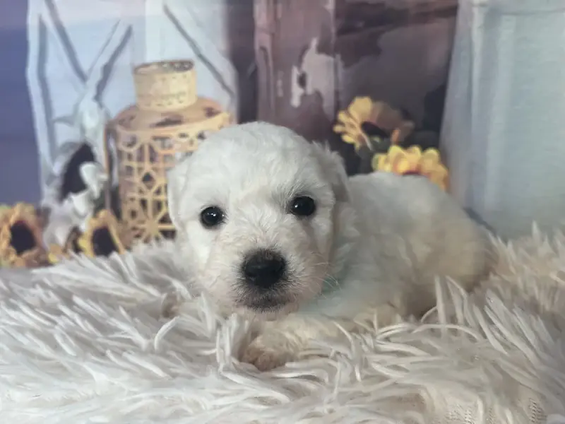 Coton De Tulear  Belly Des Trois G