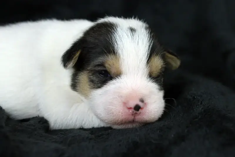 Parson Russell Terrier  Chiot 5 Des Very Important Pa 039df