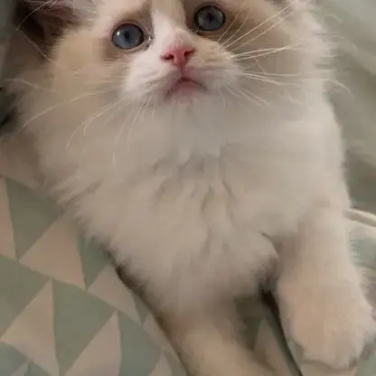 Magnifique