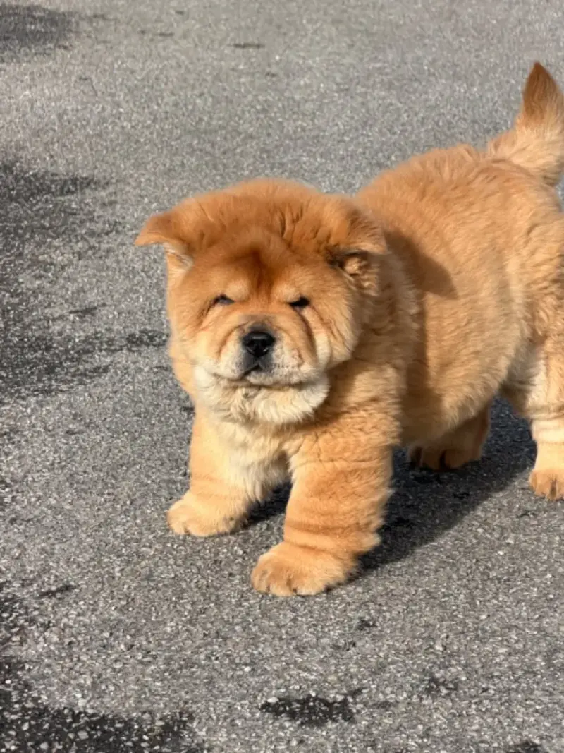 Chow Chow  Chiot 3 North Mans