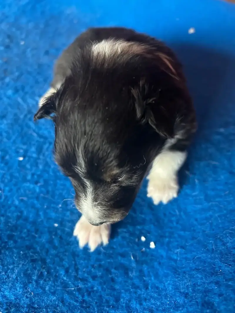Shetland Sheepdog  Bandito Du Hameau De Roxane