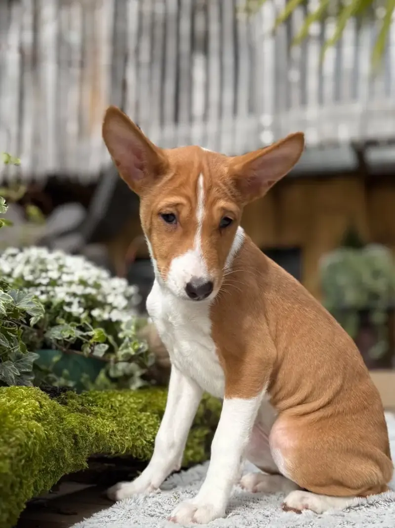 Basenji  Chiot 4 Du Domaine Du Clos Benoît