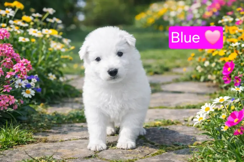 Berger Blanc Suisse  Blue Des Hauts De Menaurupt