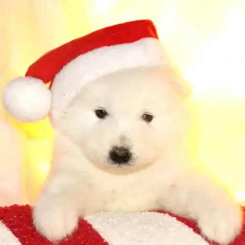 Chiots Samoyede