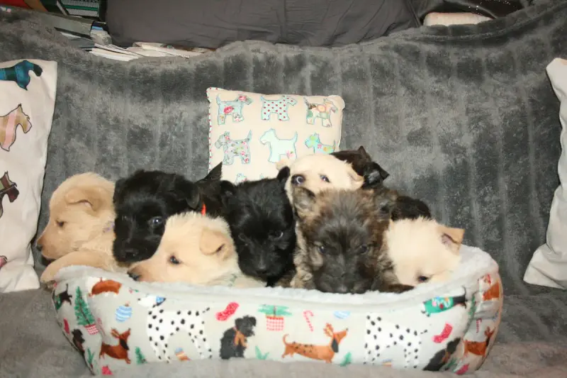 Portée Terrier Ecossais — Du Clan Des Petits Colonels