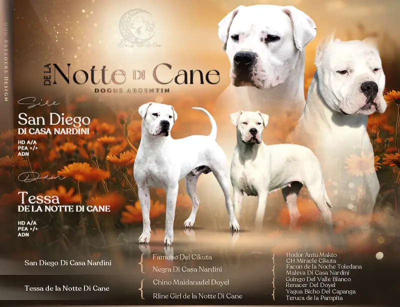 Portée Dogue Argentin — De La Notte Di Cane