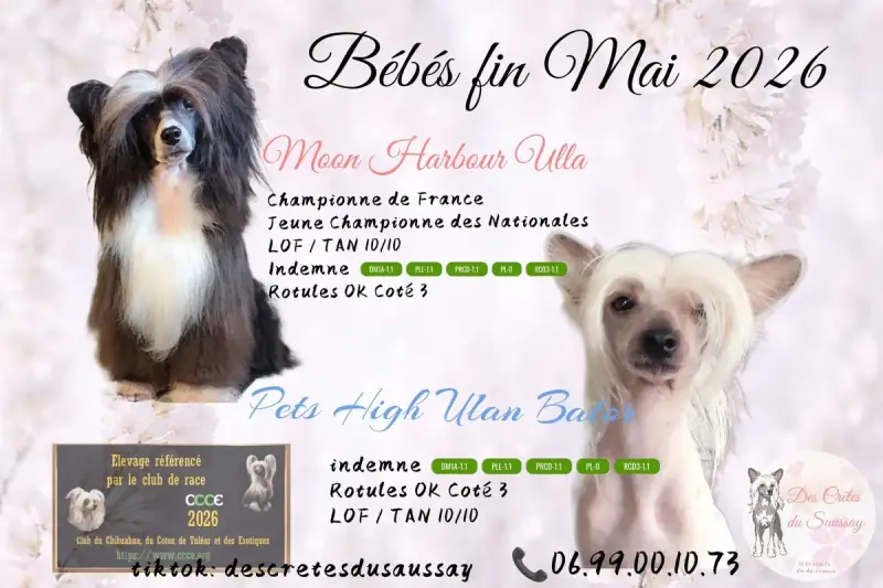 Portée Chien Chinois A Crete — Des Cretes Du Saussay