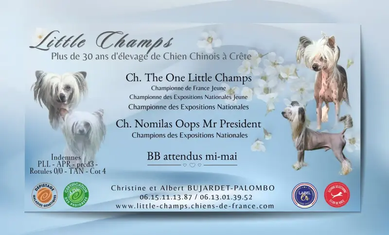 Portée Chien Chinois A Crete — Little Champs