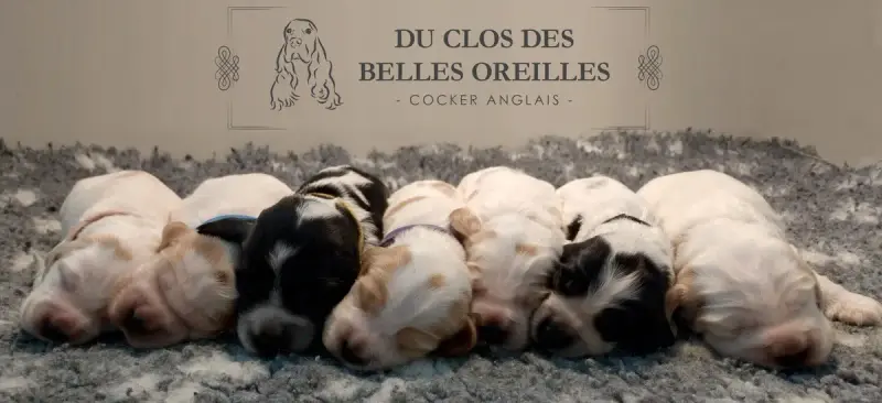 Portée Cocker Spaniel Anglais — Du Clos Des Belles Oreilles