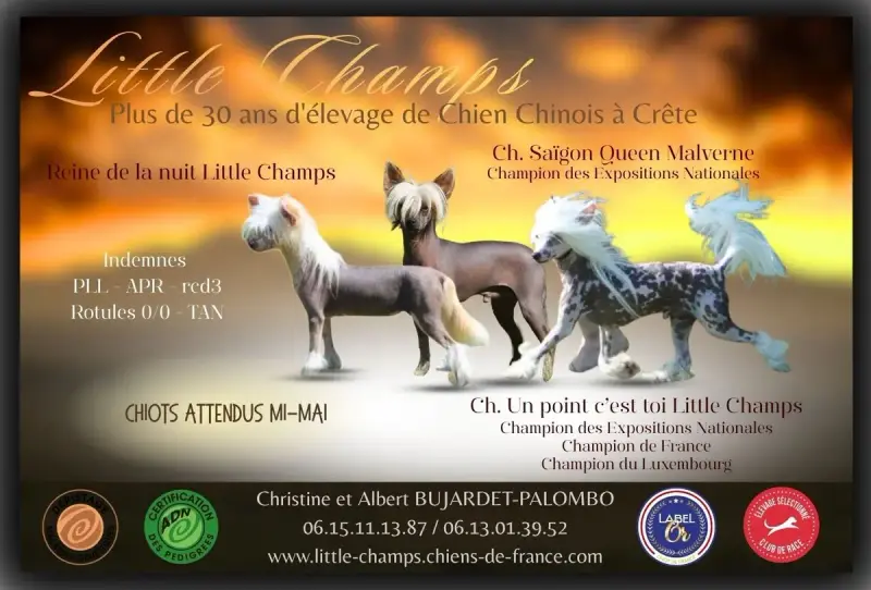 Portée Chien Chinois A Crete — Little Champs