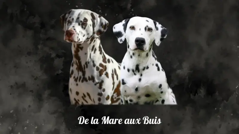 Portée Dalmatien — De La Mare Aux Buis