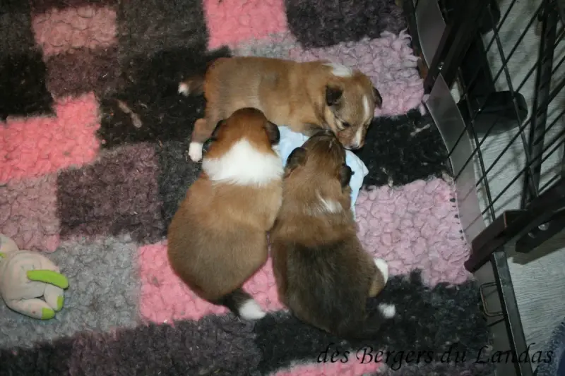 Portée Chien De Berger Des Shetland — Des Bergers Du Landas