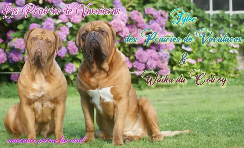 Portée Dogue De Bordeaux — Des Prairies De Voxulacos