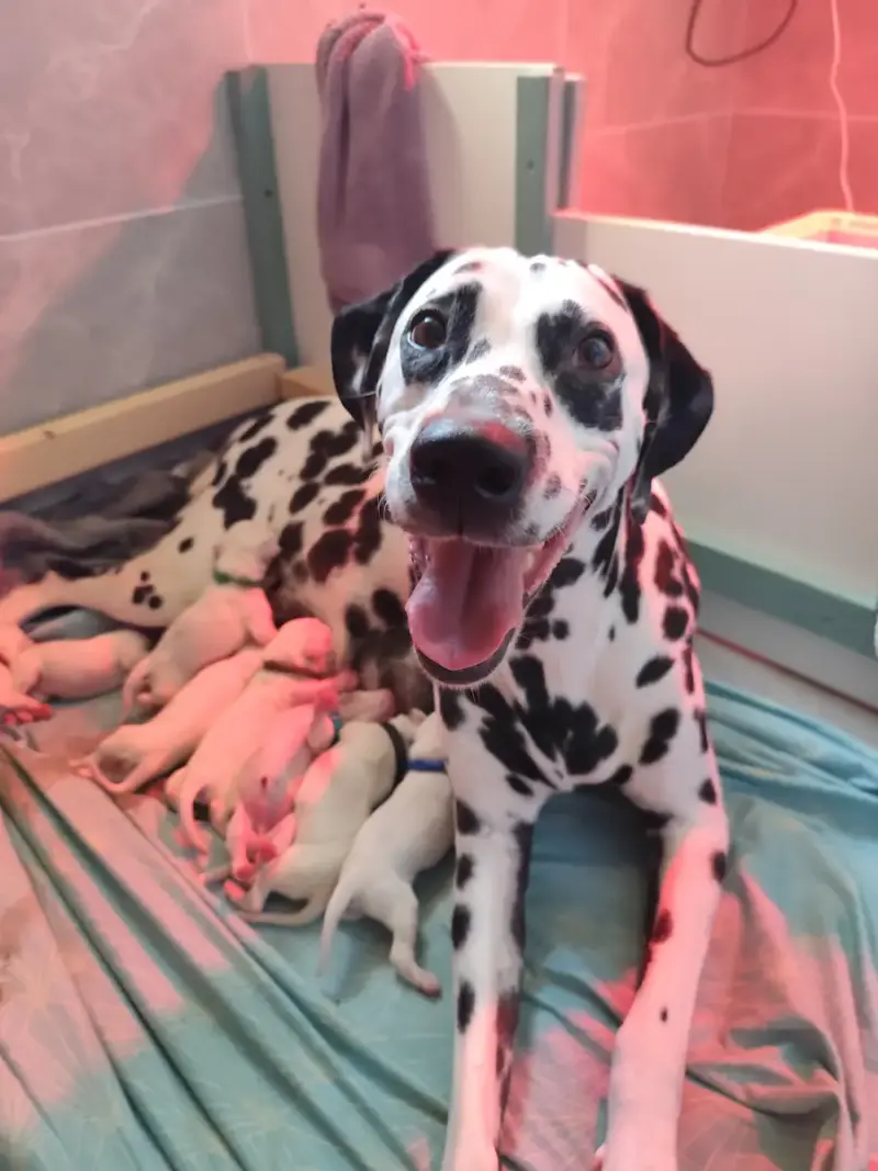 Portée Dalmatien — Du Royaume Alpin