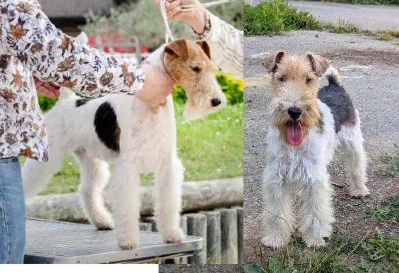 Portée Fox Terrier — Du Jardin D'Inuko
