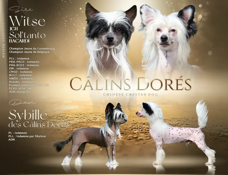 Portée Chien Chinois A Crete — Des Calins Dores