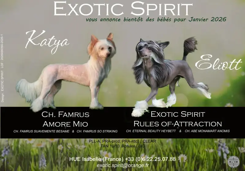Portée Chien Chinois A Crete — Exotic Spirit